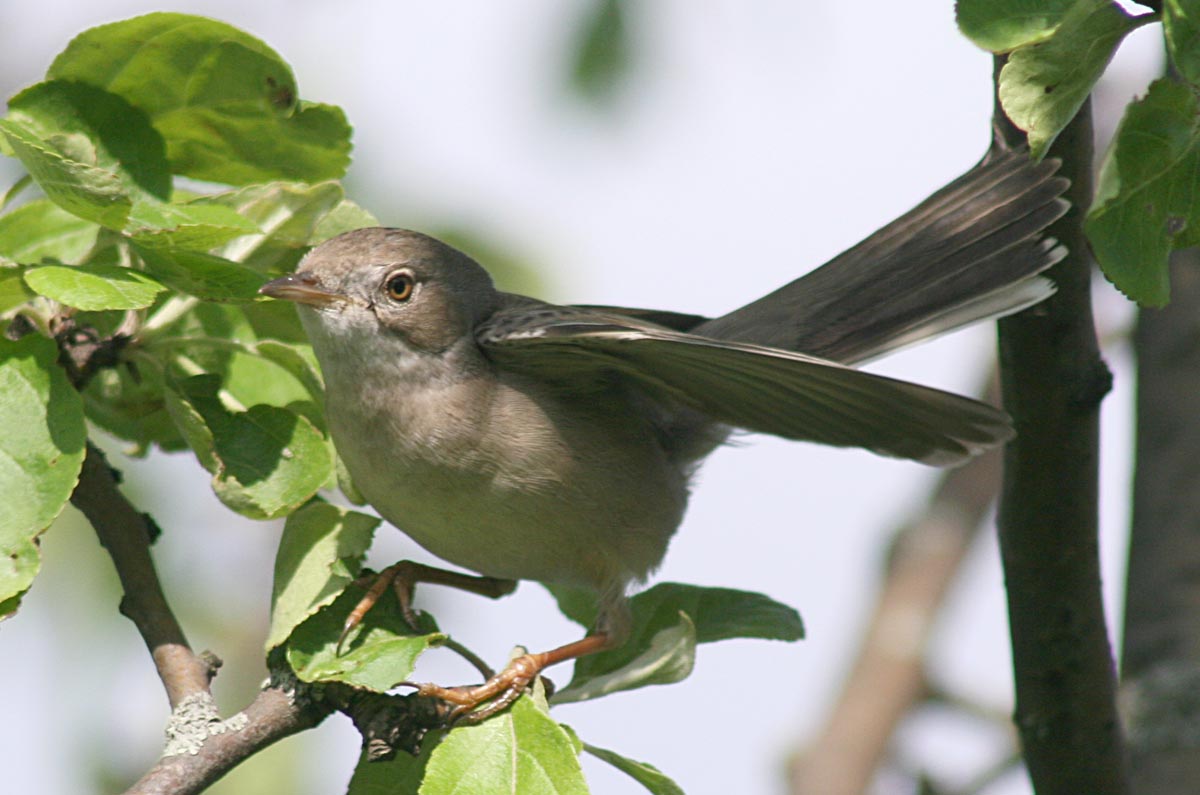   Sylvia communis Greater Whitethroat