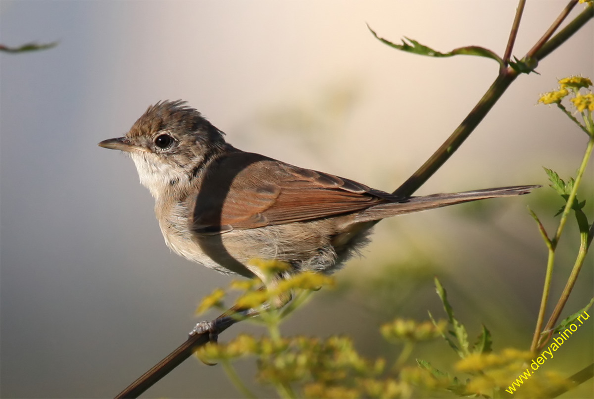   Sylvia communis Greater Whitethroat