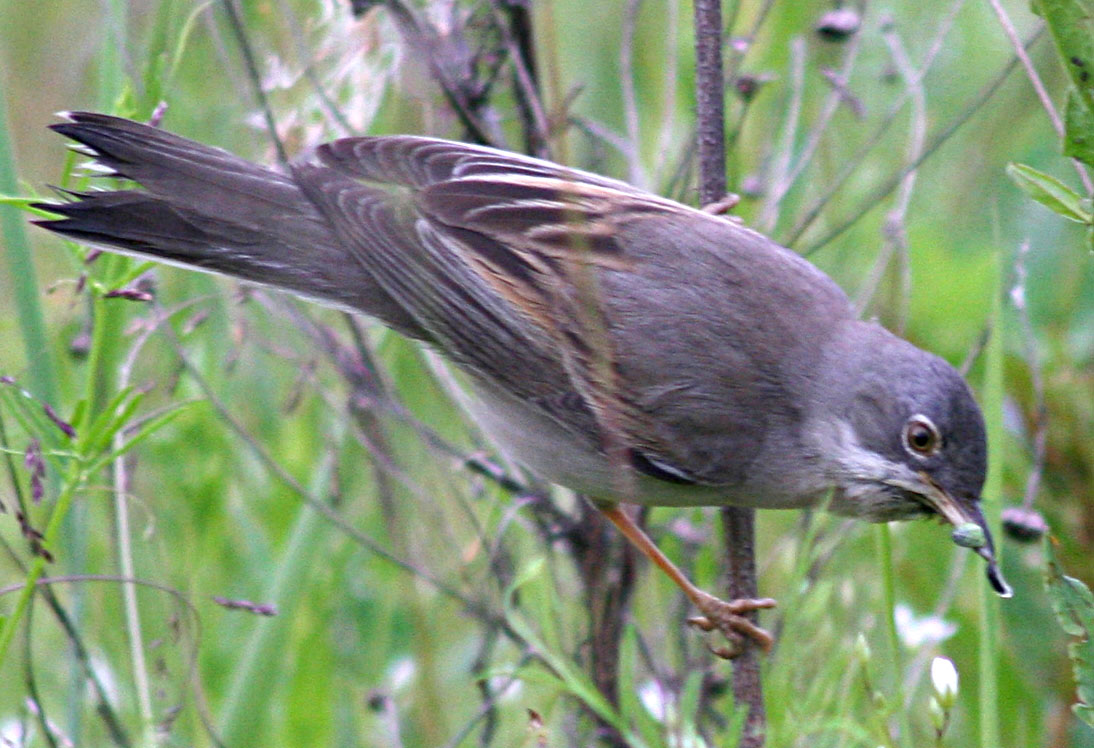   Sylvia communis Greater Whitethroat