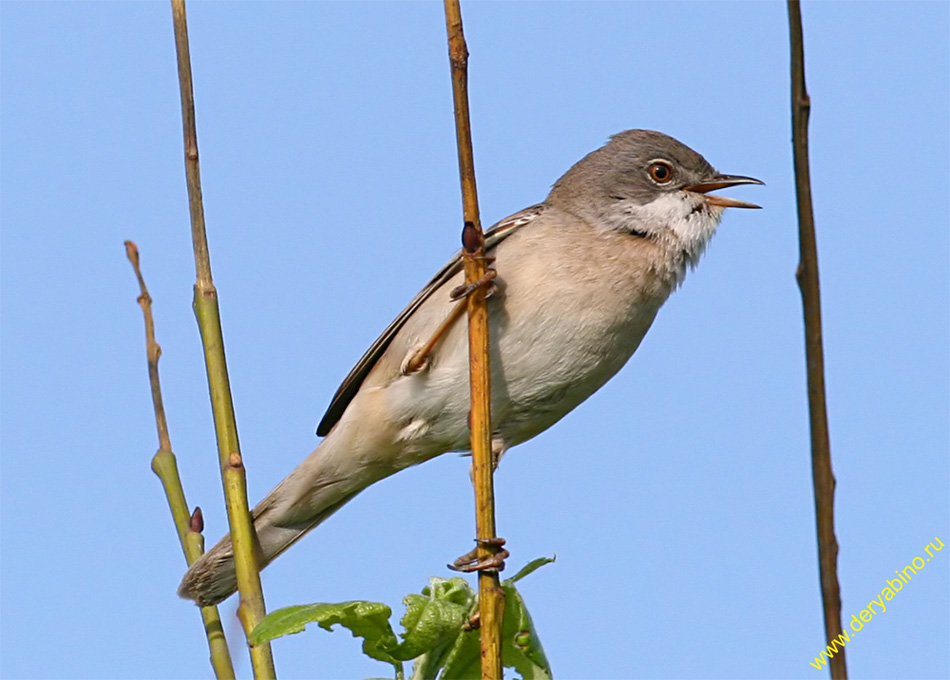   Sylvia communis Greater Whitethroat