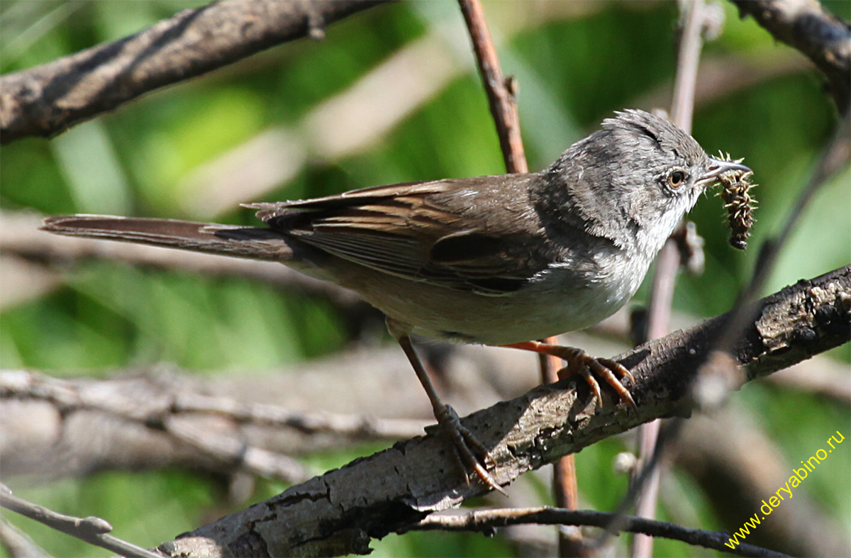   Sylvia communis Greater Whitethroat