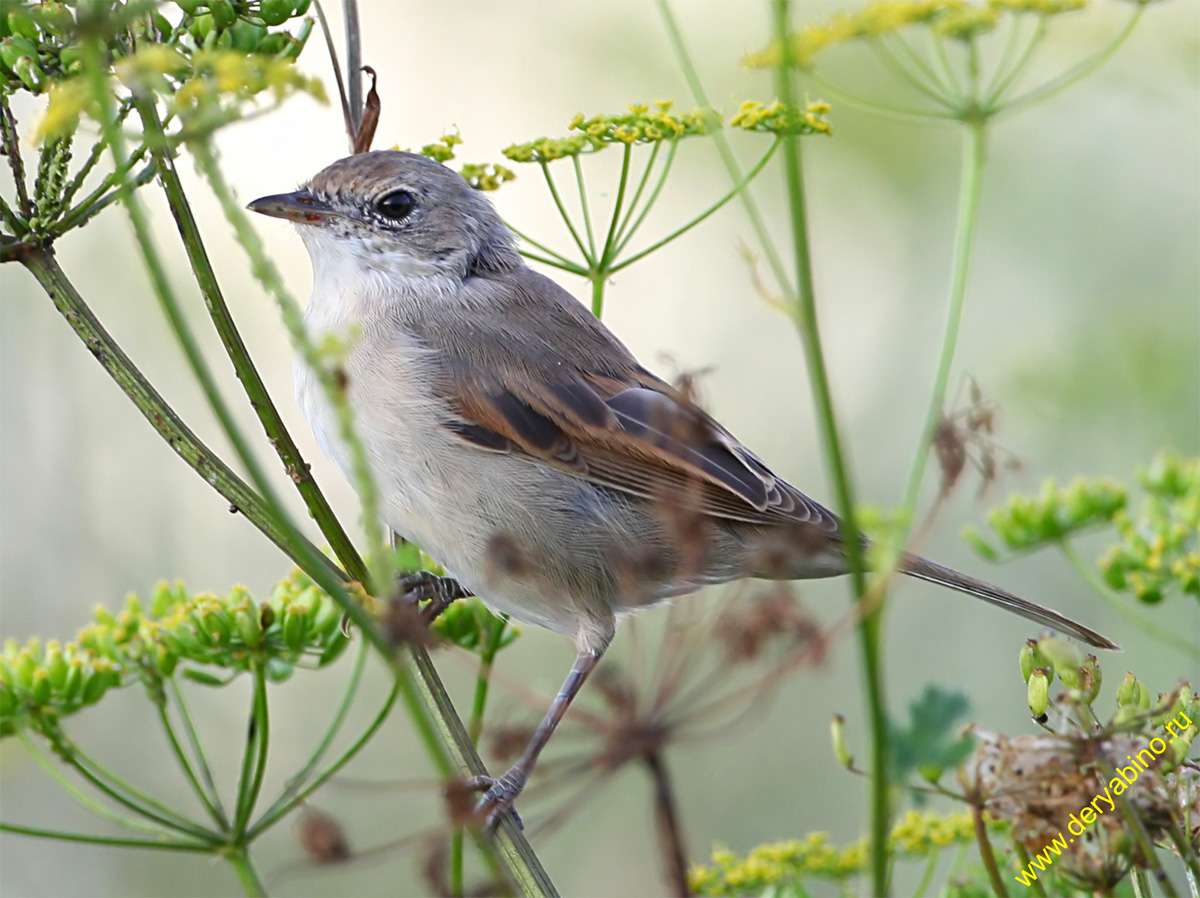   Sylvia communis Greater Whitethroat