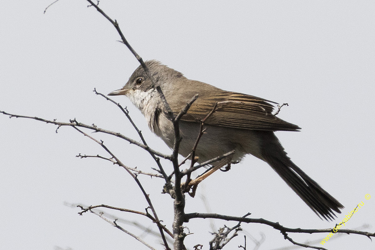   Sylvia communis Greater Whitethroat