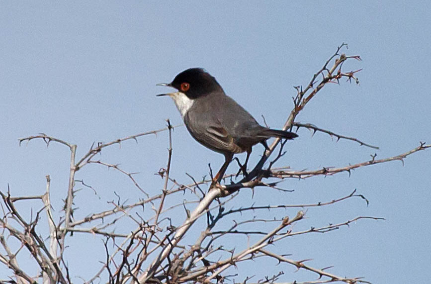   Sylvia melanocephala Sardinian warbler