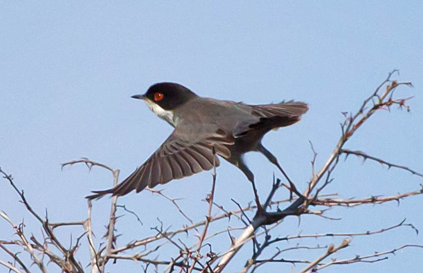   Sylvia melanocephala Sardinian warbler