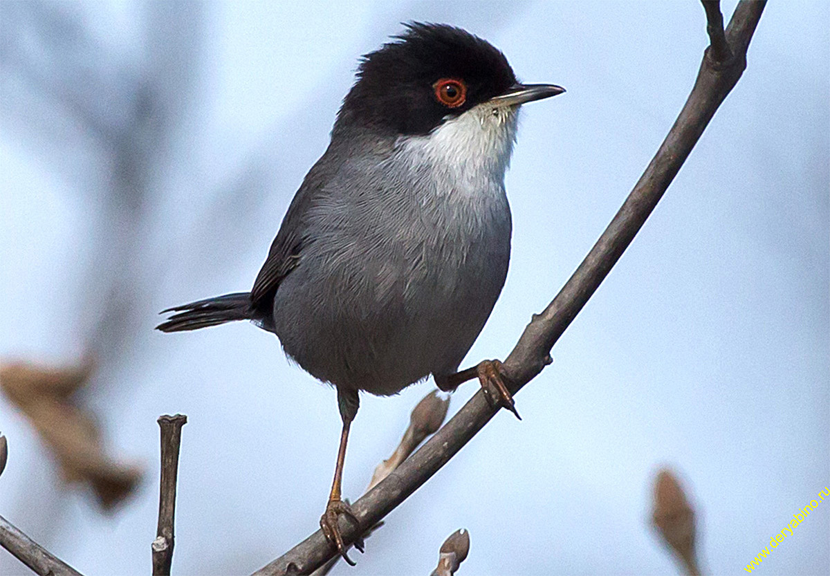   Sylvia melanocephala Sardinian warbler