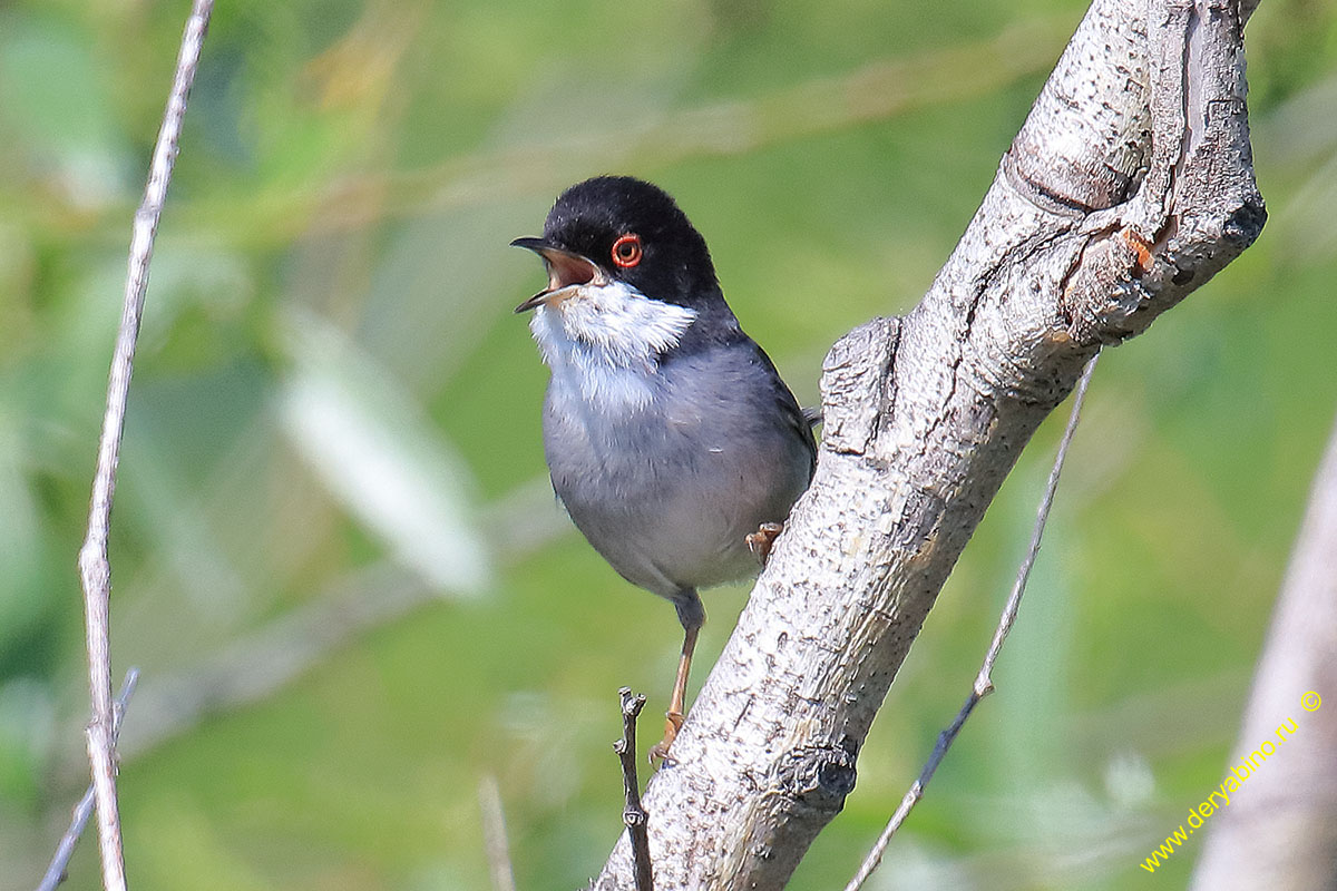   Sylvia melanocephala Sardinian warbler