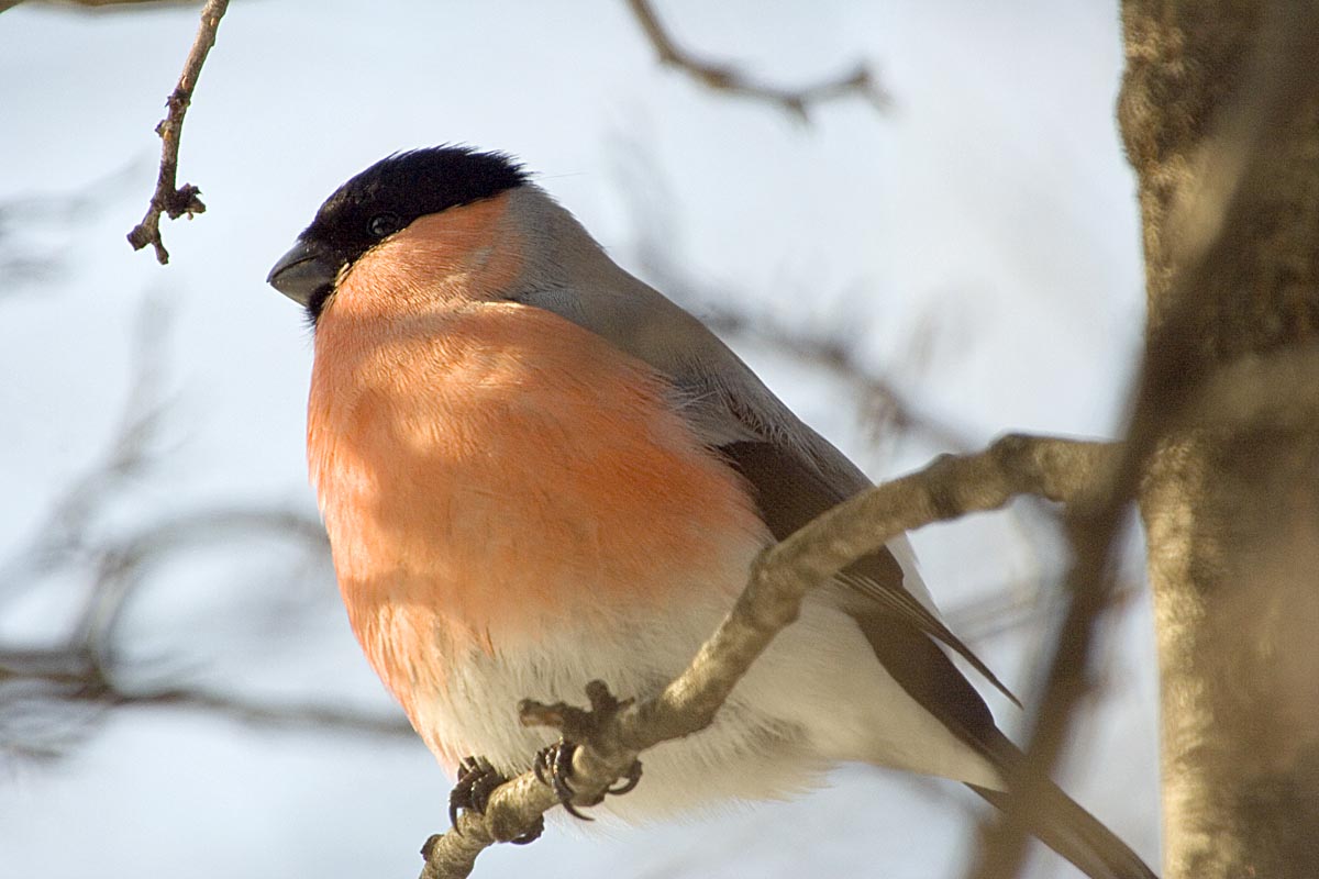  Pyrrhula pyrrhula Eurasian Bullfinch