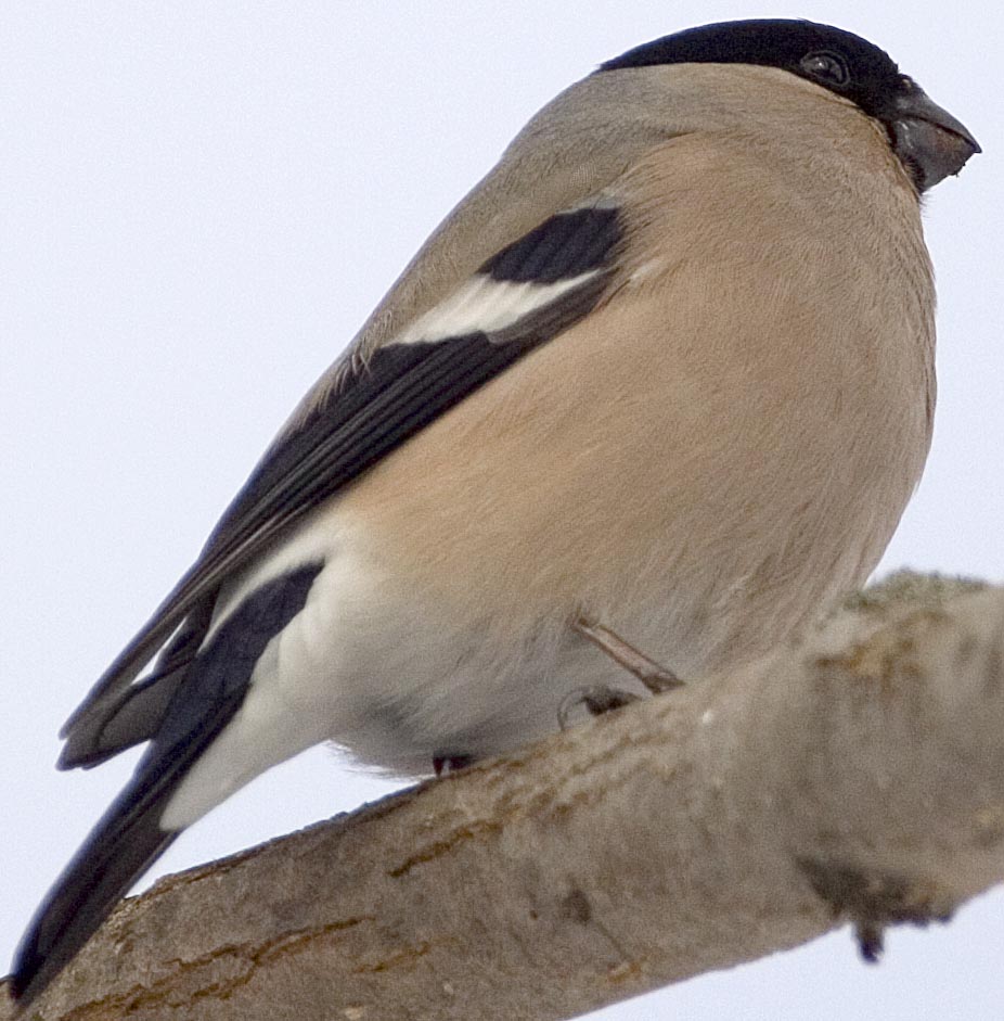  Pyrrhula pyrrhula Eurasian Bullfinch