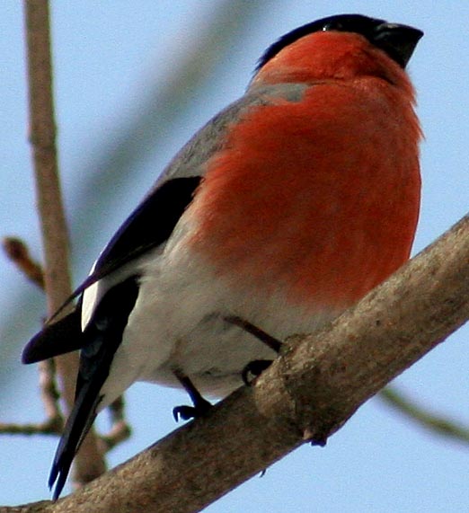  Pyrrhula pyrrhula Eurasian Bullfinch