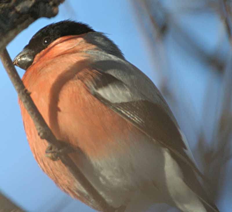  Pyrrhula pyrrhula Eurasian Bullfinch