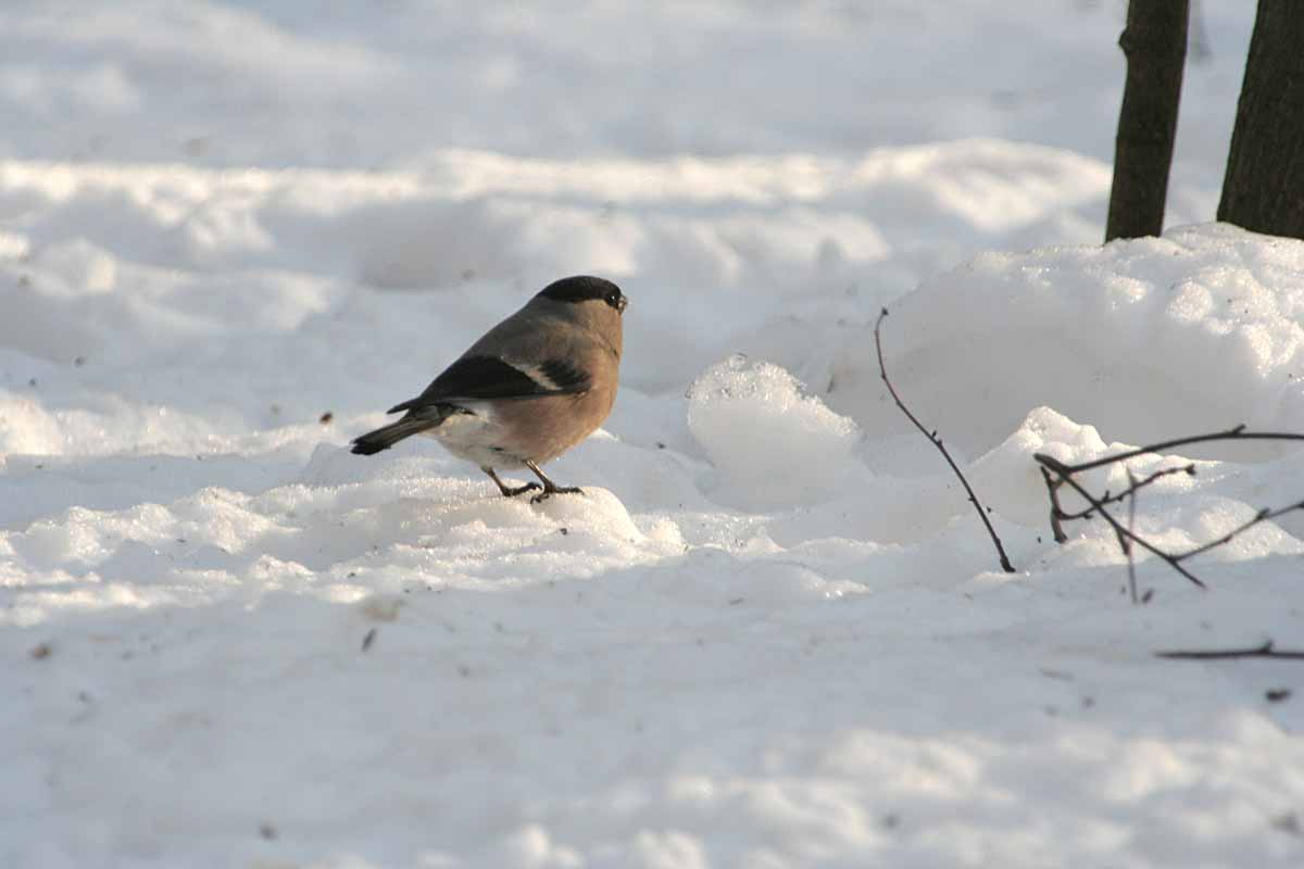  Pyrrhula pyrrhula Eurasian Bullfinch