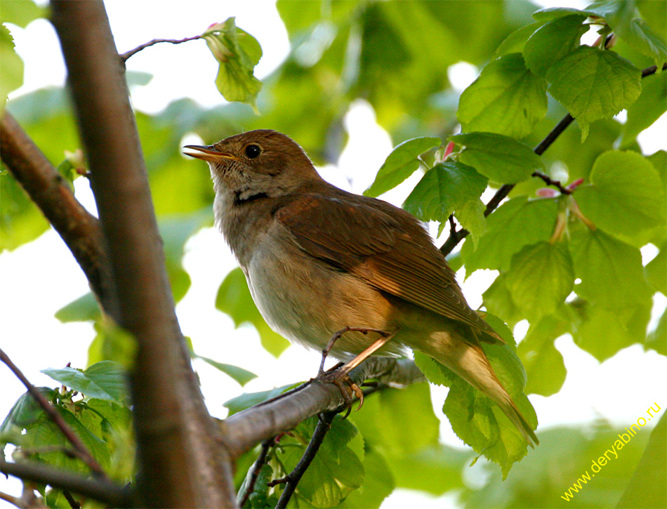  Luscinia luscinia Thrush Nightingale