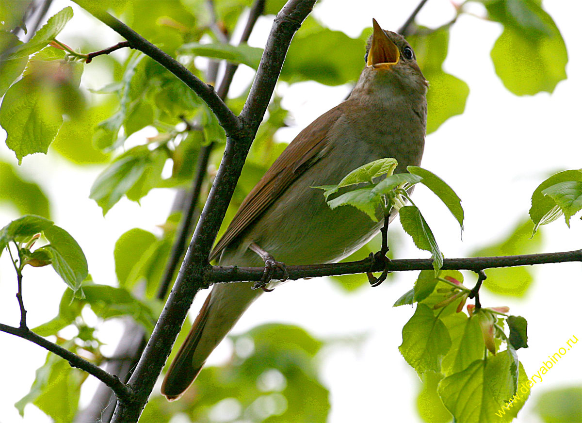  Luscinia luscinia Thrush Nightingale