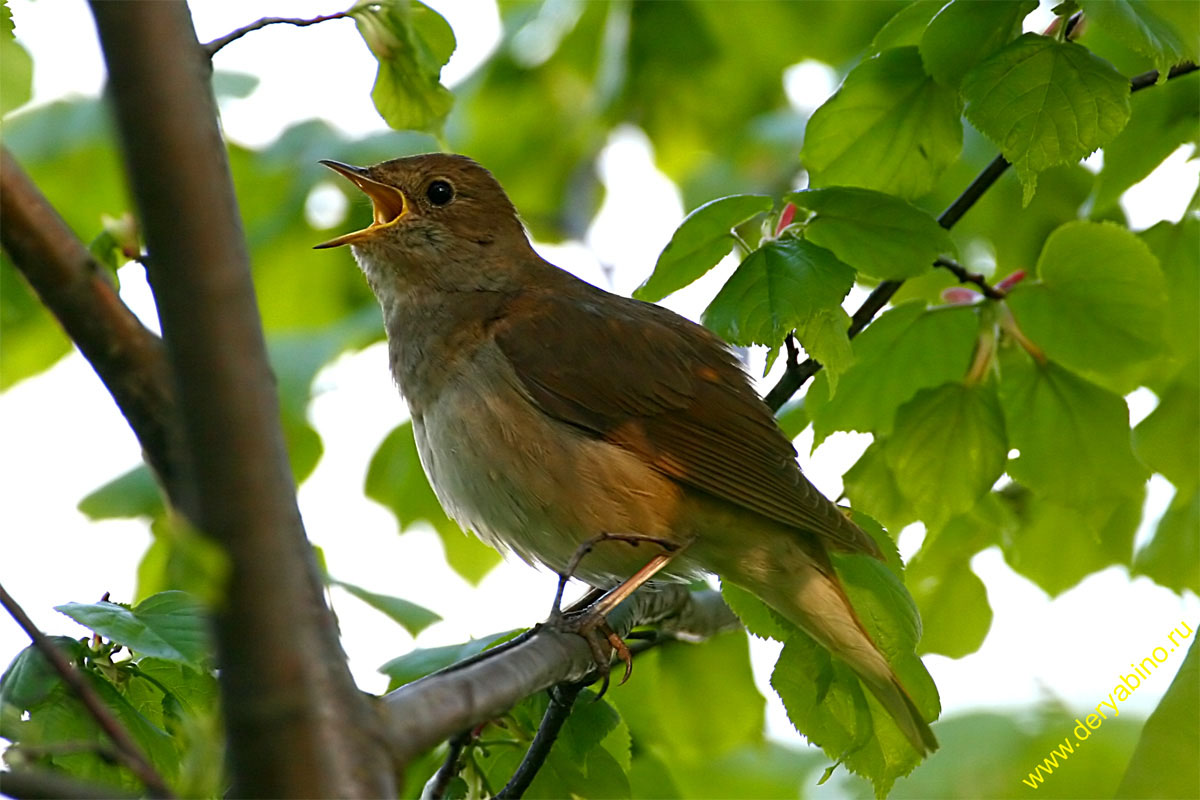  Luscinia luscinia Thrush Nightingale