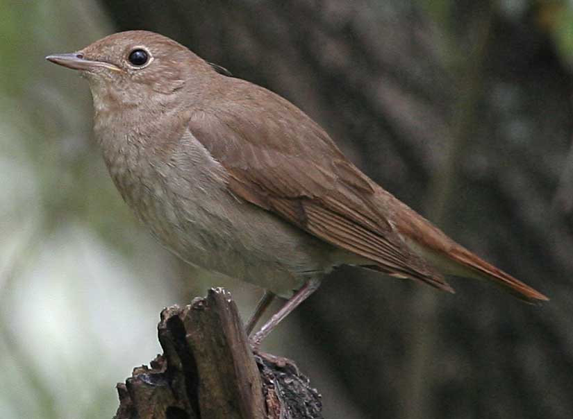  Luscinia luscinia Thrush Nightingale