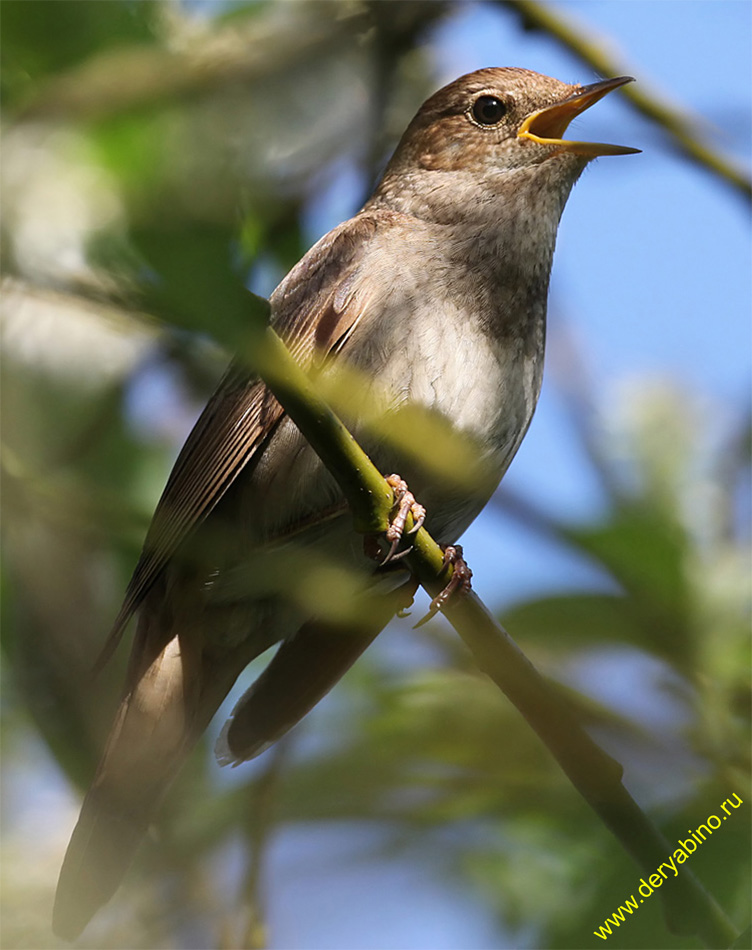  Luscinia luscinia Thrush Nightingale