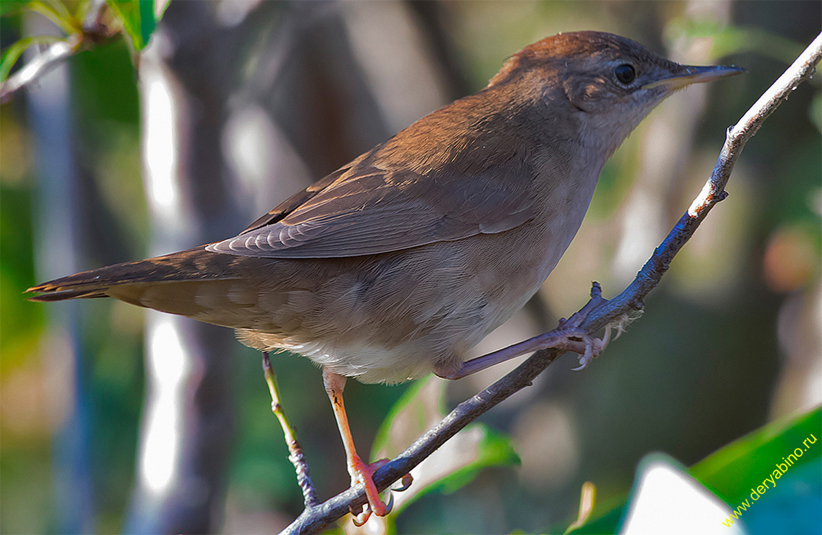  Luscinia luscinia Thrush Nightingale