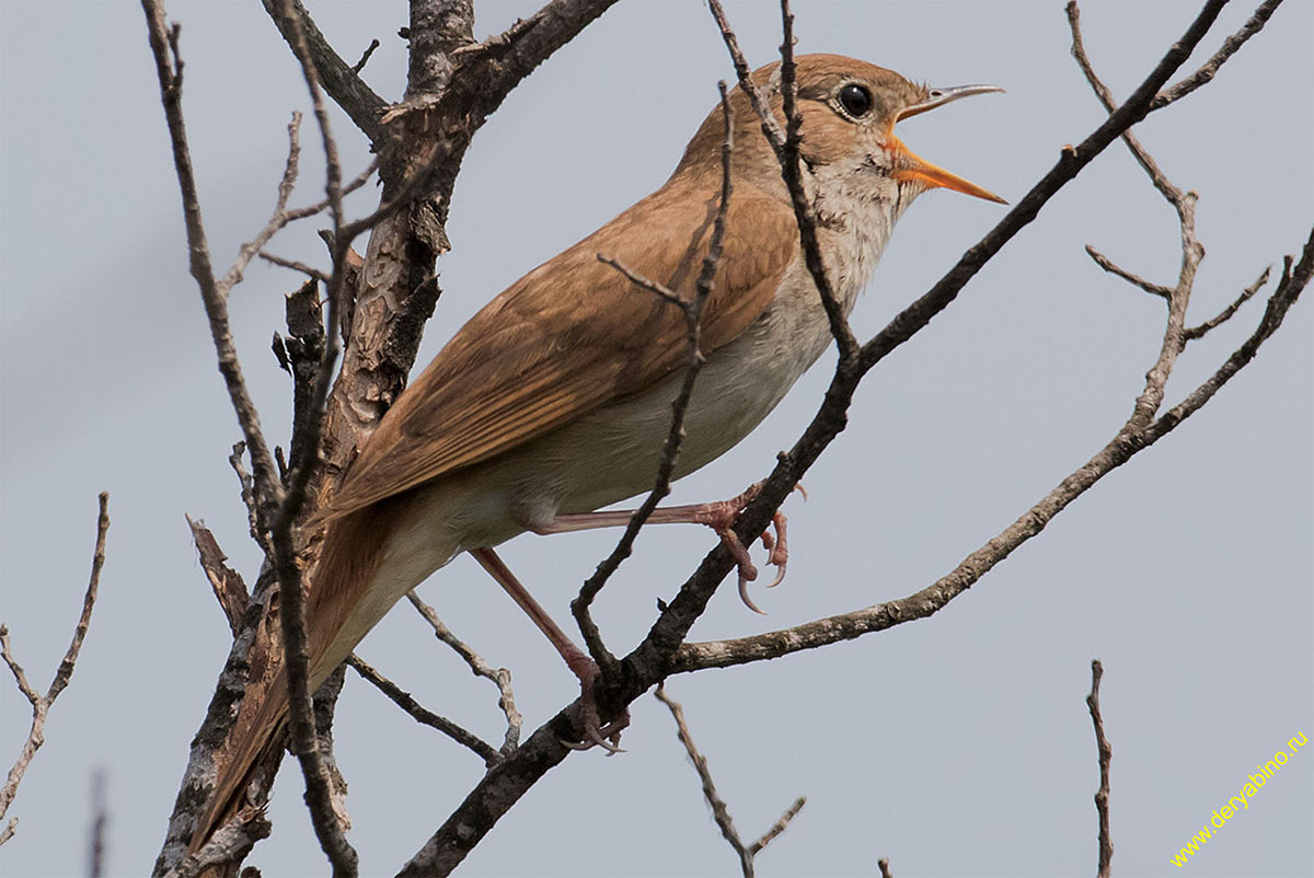  Luscinia luscinia Thrush Nightingale