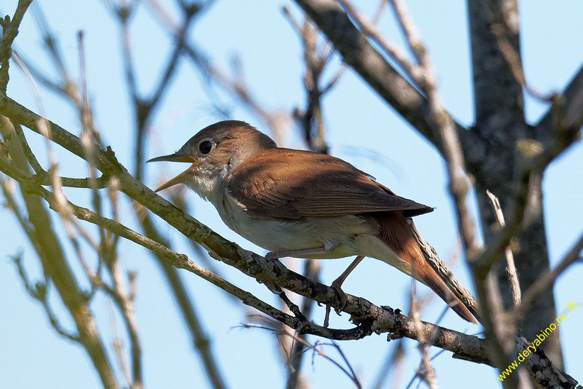  Luscinia luscinia Thrush Nightingale