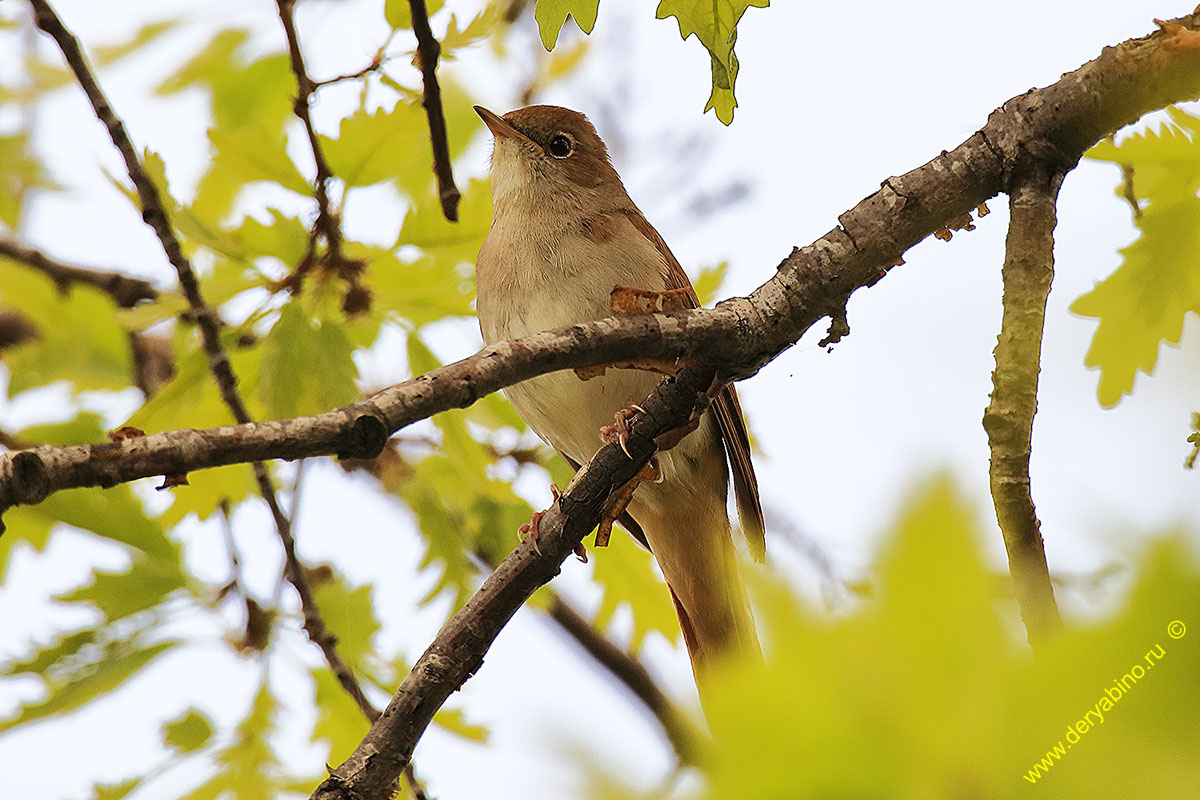   () Luscinia megarhynchos Common Nightingale