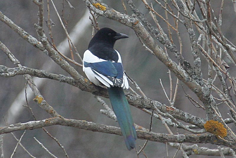  Pica Pica Common Magpie