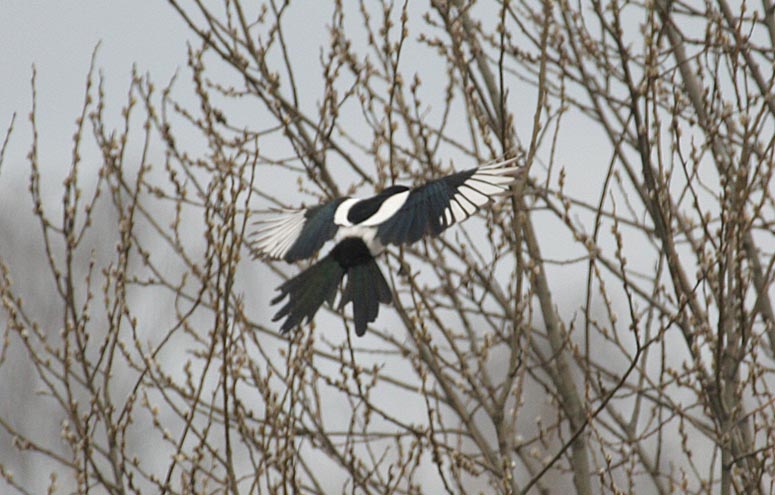  Pica Pica Common Magpie