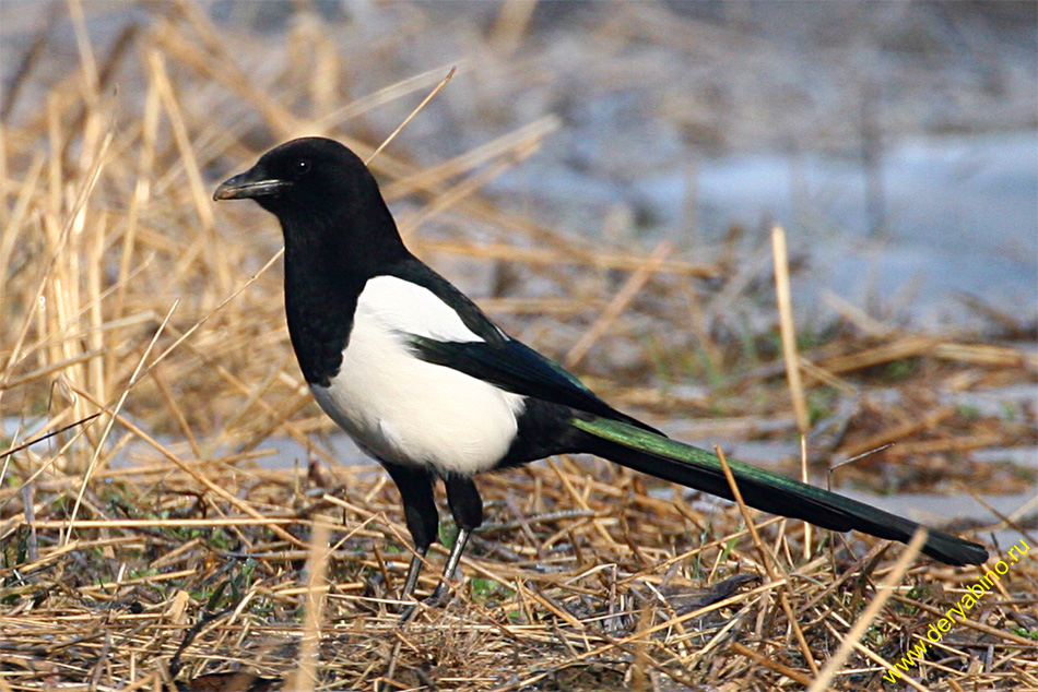  Pica Pica Common Magpie