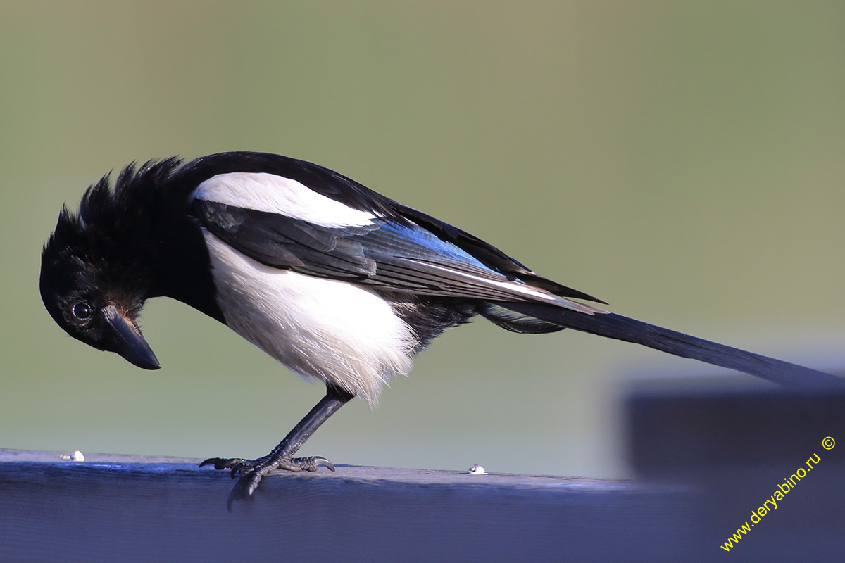  Pica Pica Common Magpie