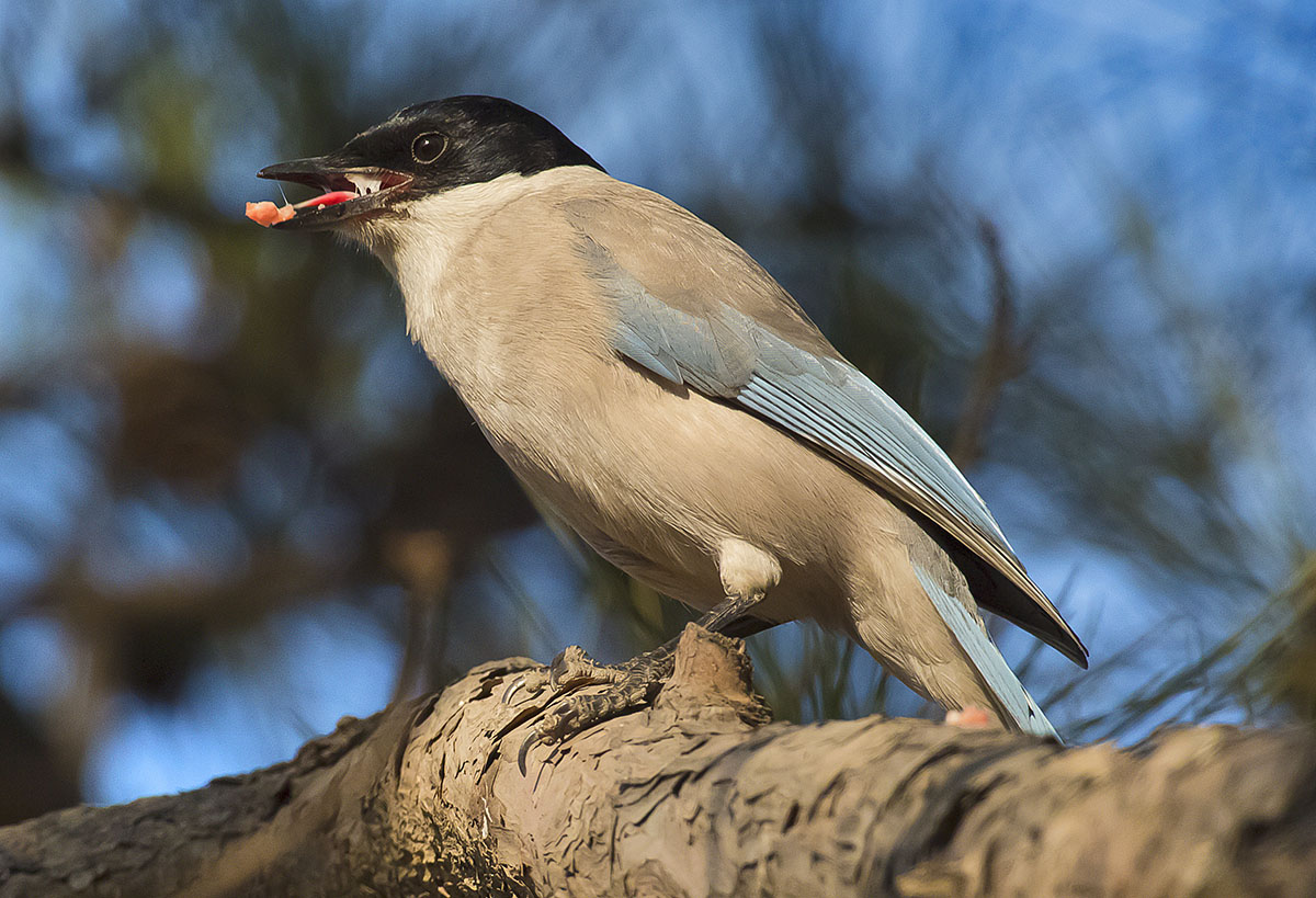   Cyanopica cyana Azure-winged magpie