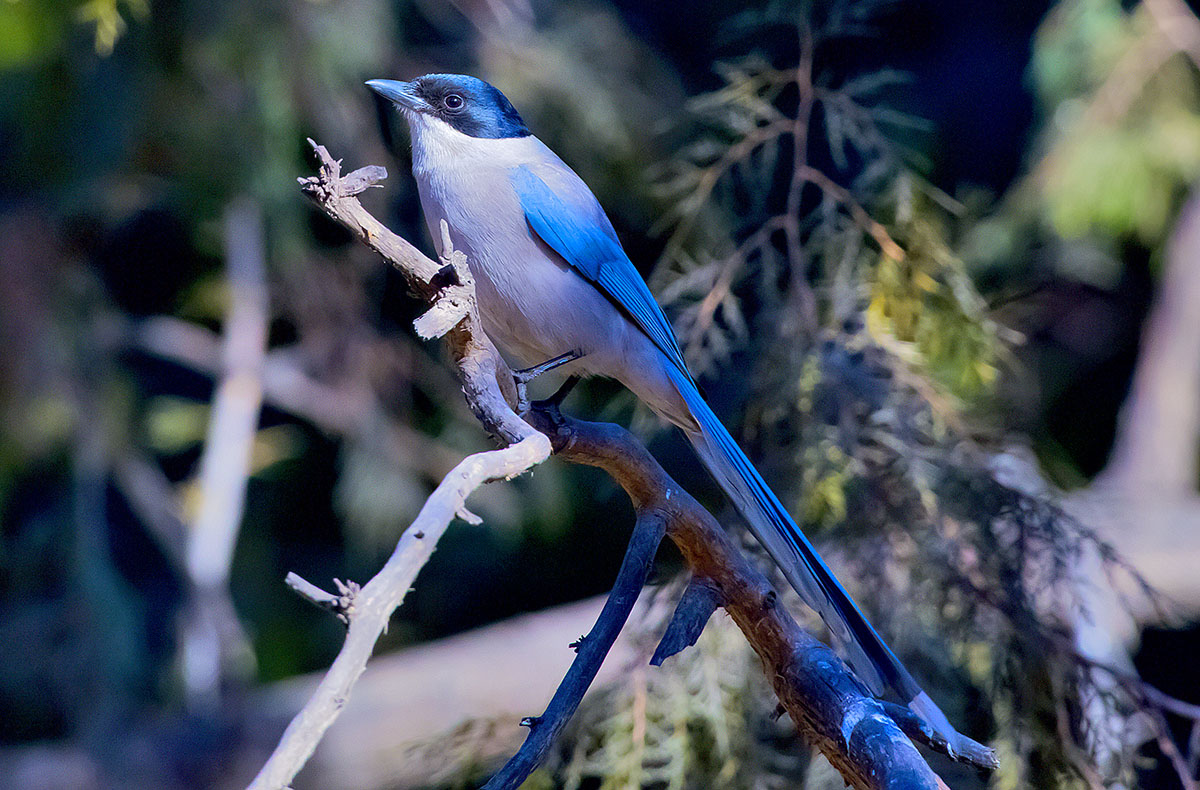   Cyanopica cyana Azure-winged magpie