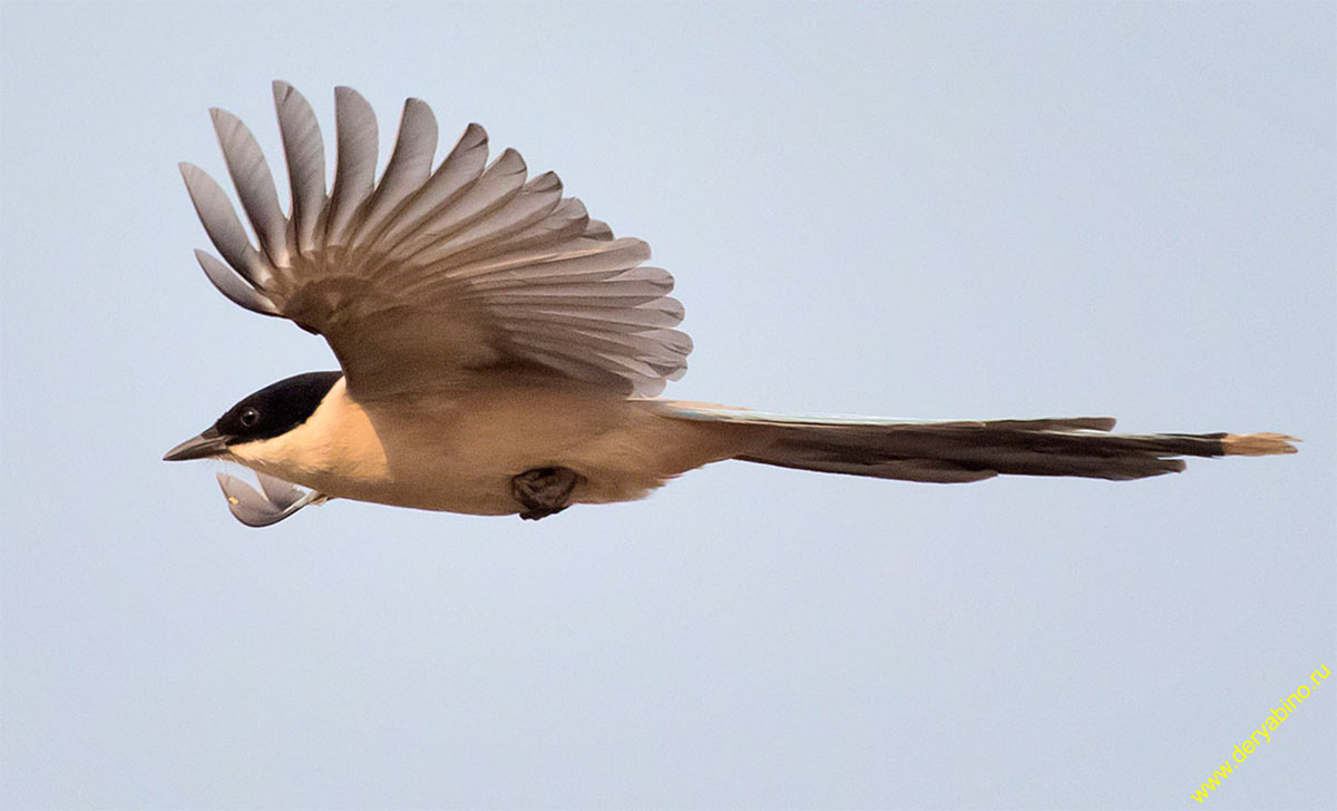   Cyanopica cyana Azure-winged magpie