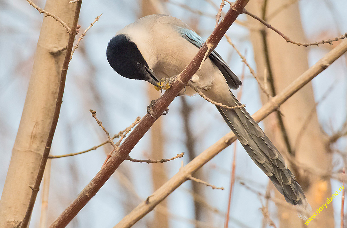   Cyanopica cyana Azure-winged magpie