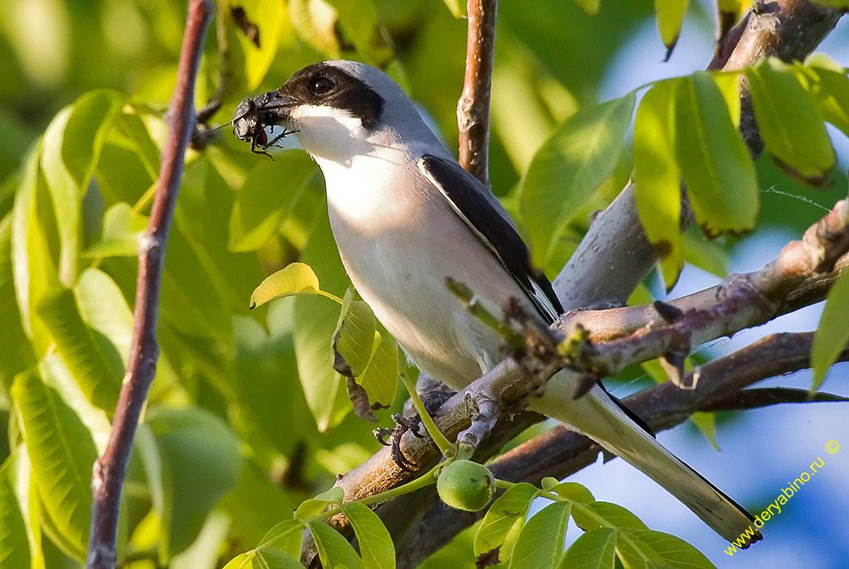   Lanius minor Lesser grey shrike