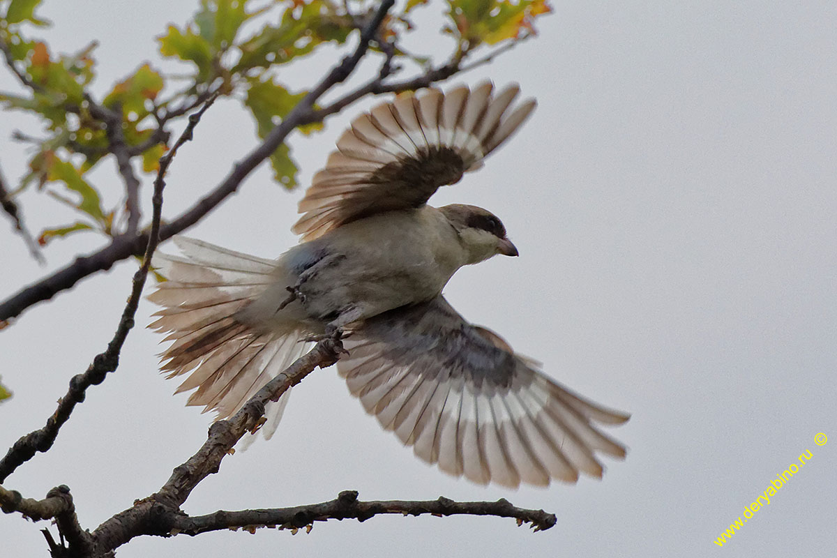   Lanius minor Lesser grey shrike