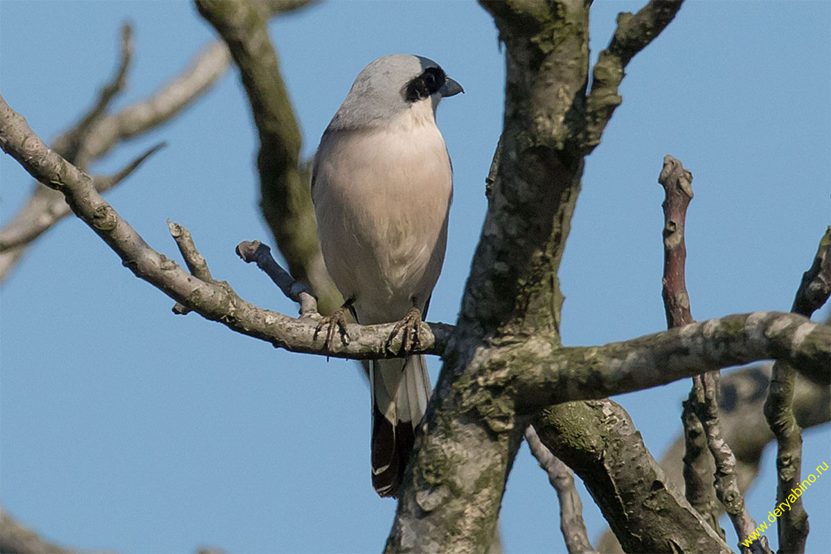   Lanius minor Lesser grey shrike