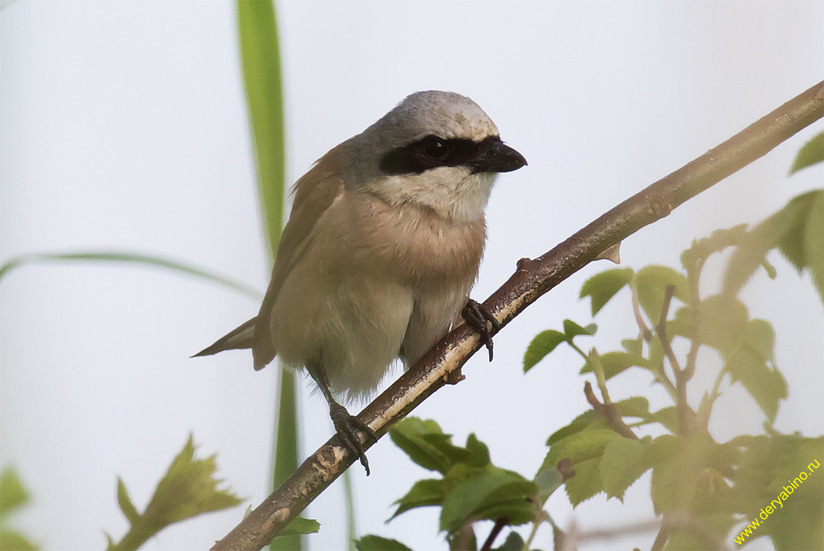   Lanius minor Lesser grey shrike