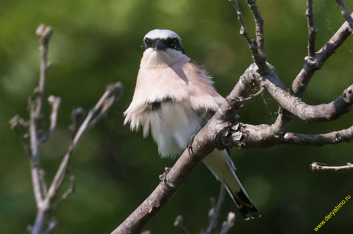   Lanius minor Lesser grey shrike