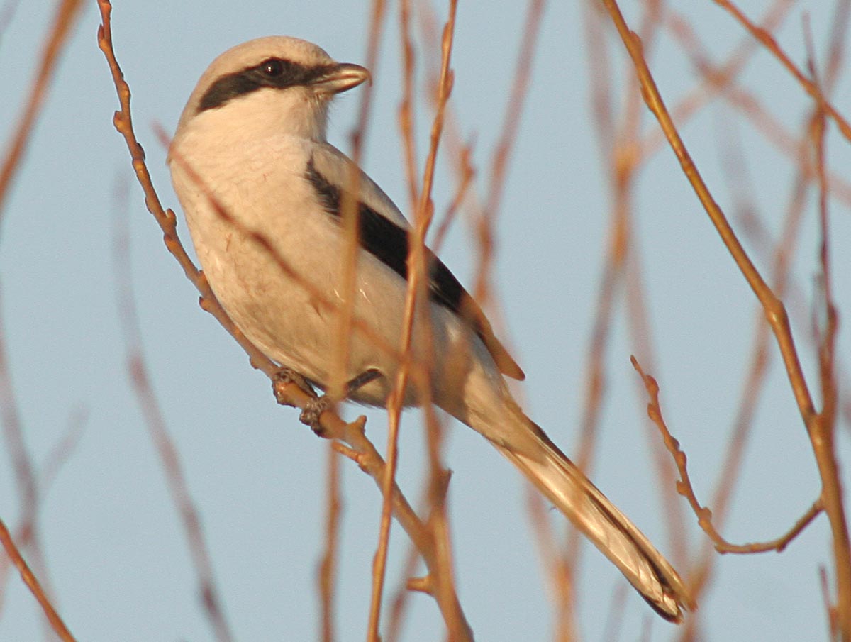   Lanius excubitor Great Gray Shrike