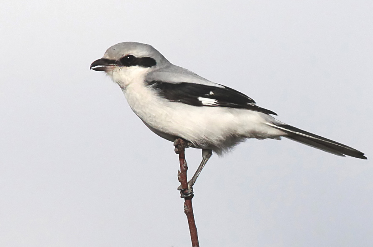   Lanius excubitor Great Gray Shrike