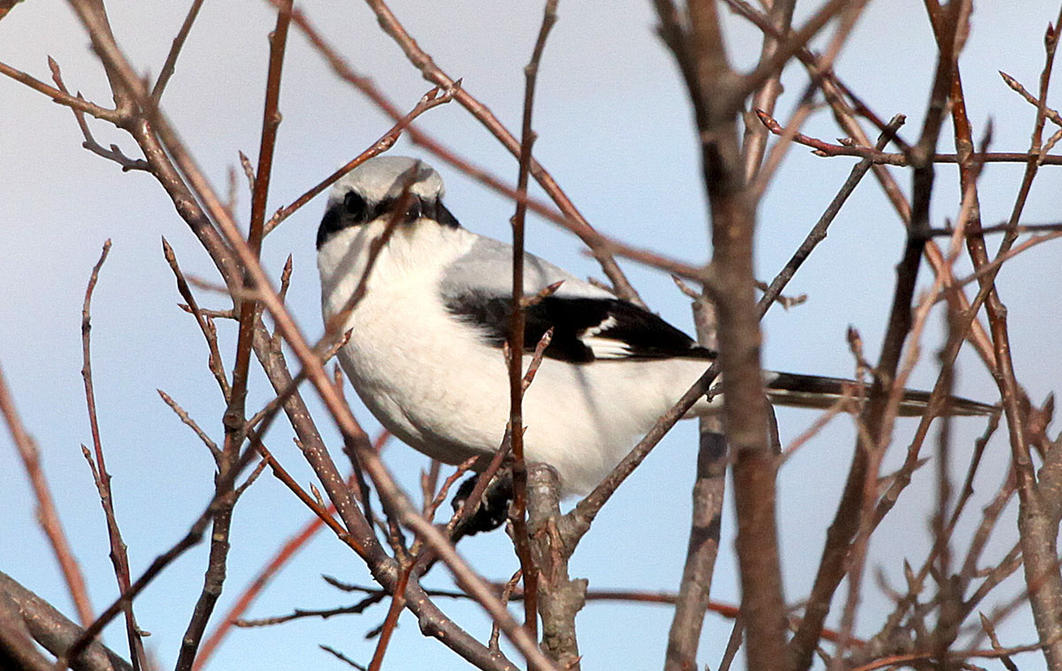   Lanius excubitor Great Gray Shrike