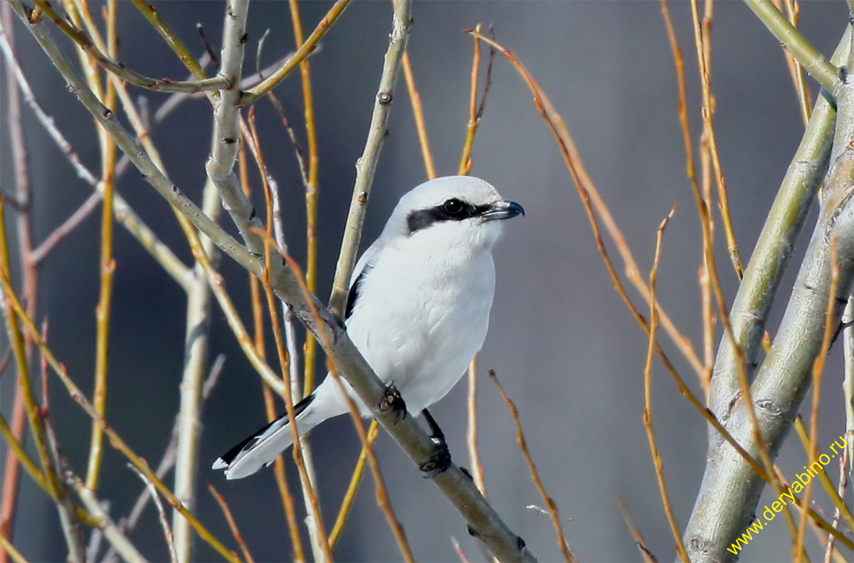   Lanius excubitor Great Gray Shrike