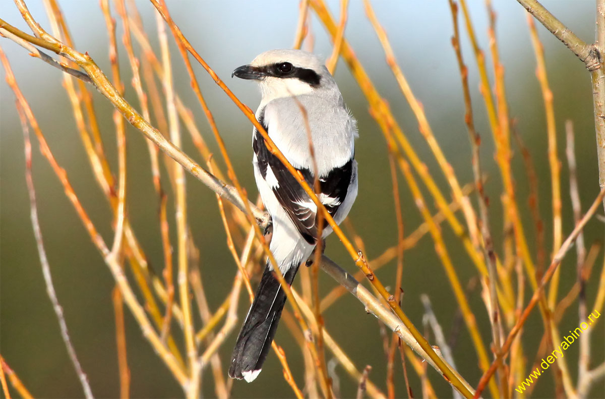   Lanius excubitor Great Gray Shrike