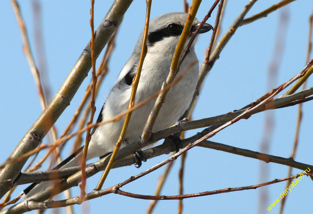   Lanius excubitor Great Gray Shrike