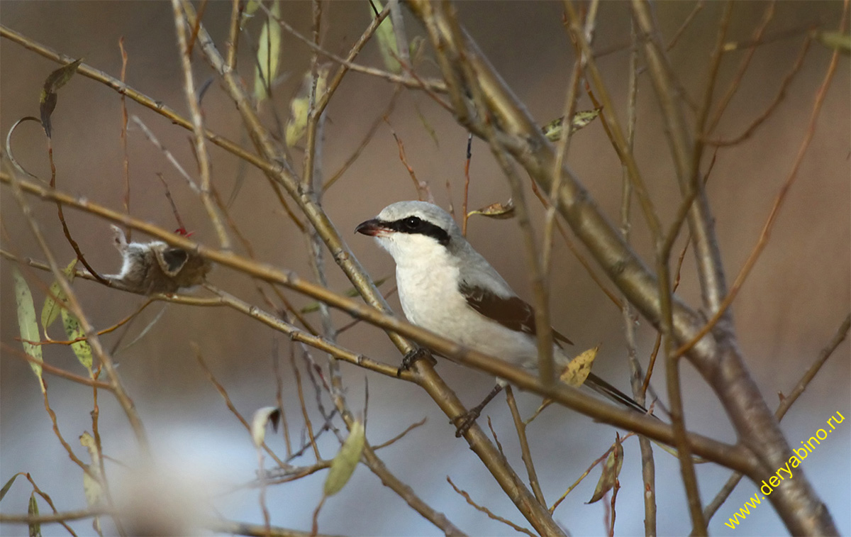   Lanius excubitor Great Gray Shrike