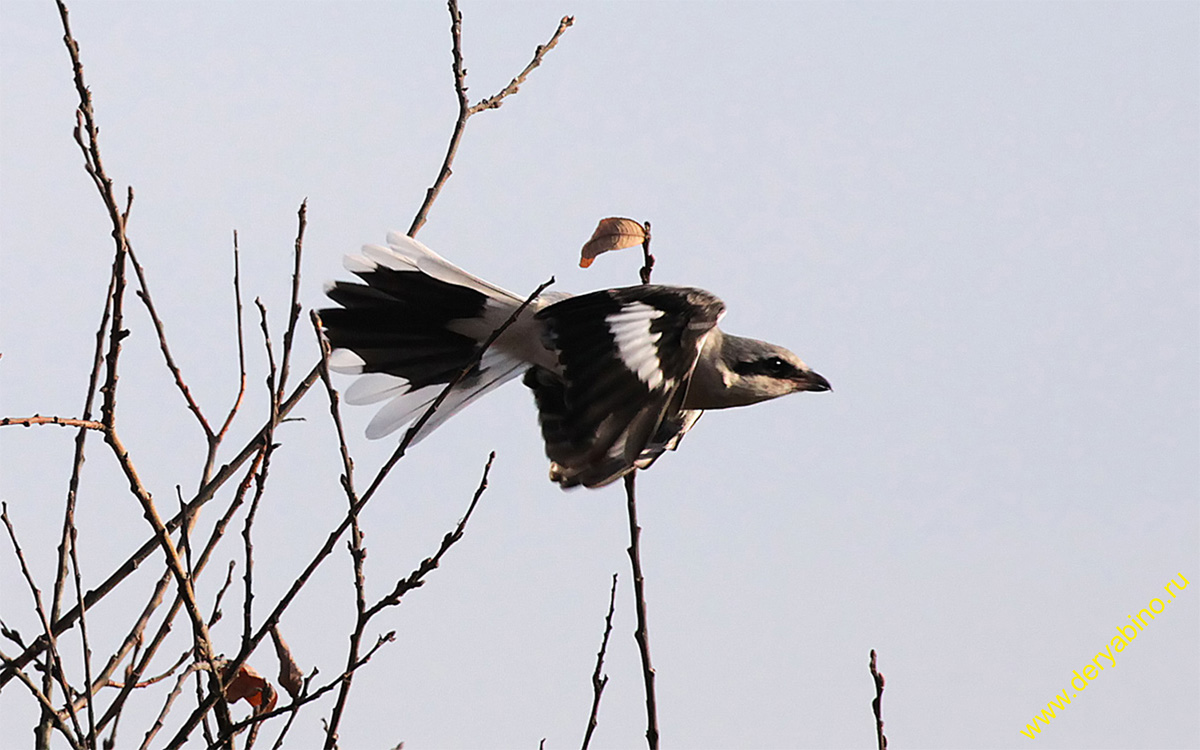   Lanius excubitor Great Gray Shrike