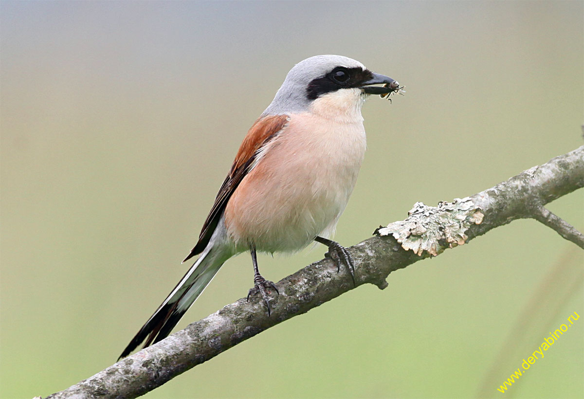 - Lanius collurio Red-backed Shrike