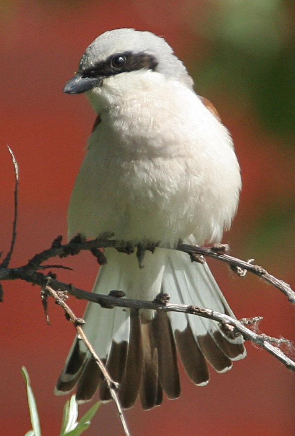 - Lanius collurio Red-backed Shrike