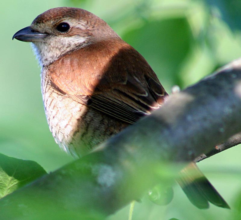 - Lanius collurio Red-backed Shrike