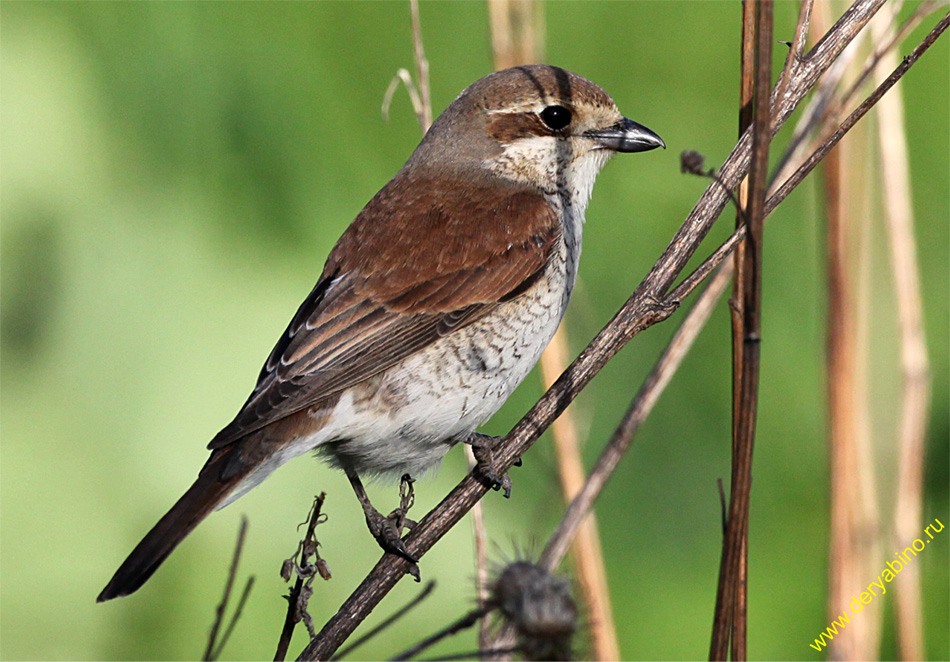 - Lanius collurio Red-backed Shrike